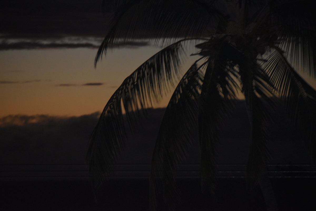 a palm tree is silhouetted against a sunset