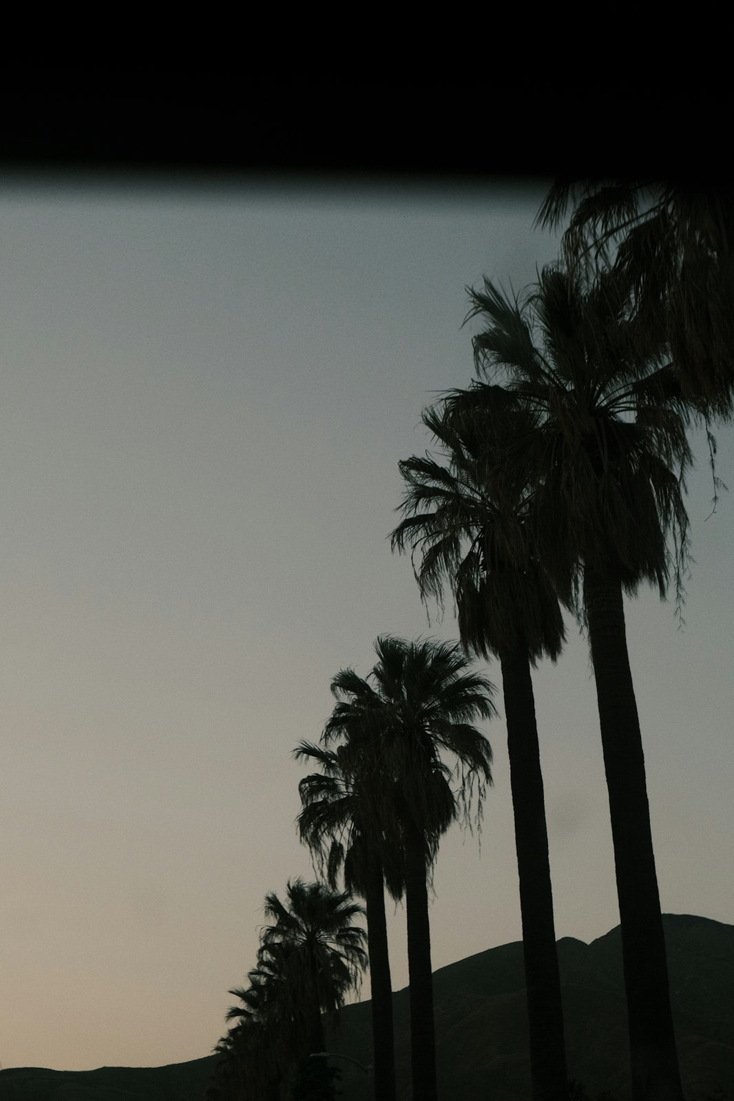 A palm tree lined street at dusk with a plane in the sky