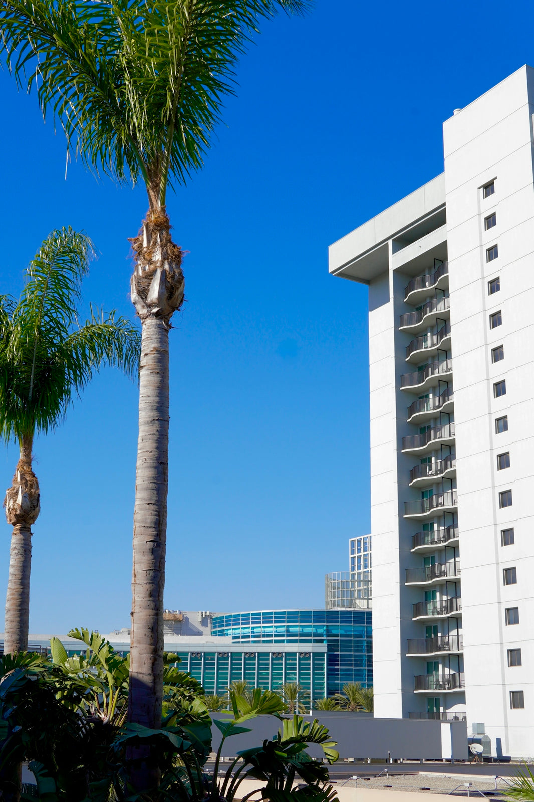 A tall white building with a palm tree in front of it