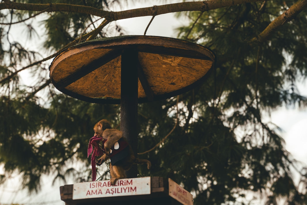 Bird feeder with stuffed animals hanging