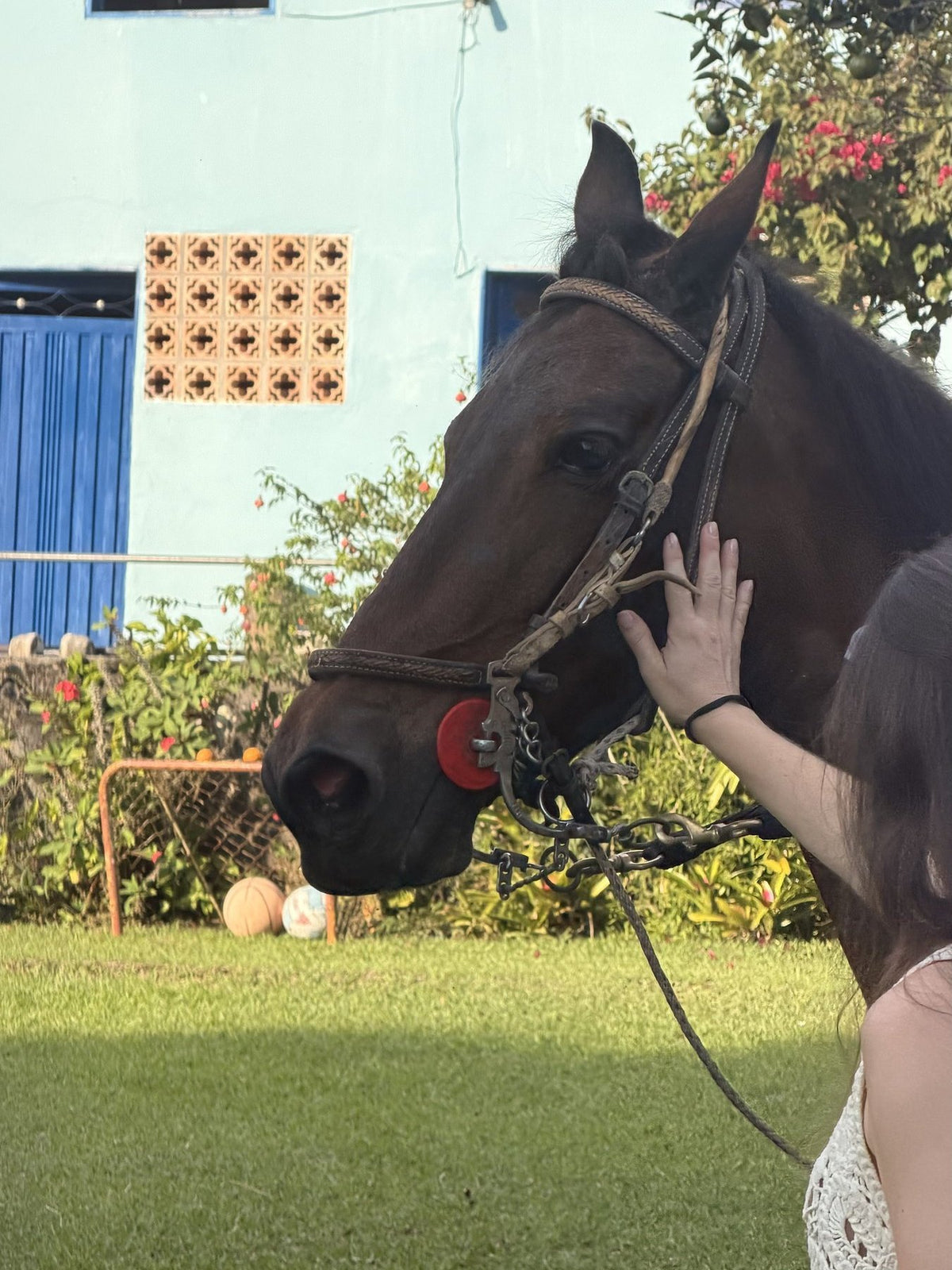 The Paso Fino horse up close, with the red rosette on its bridle that shows on the patch