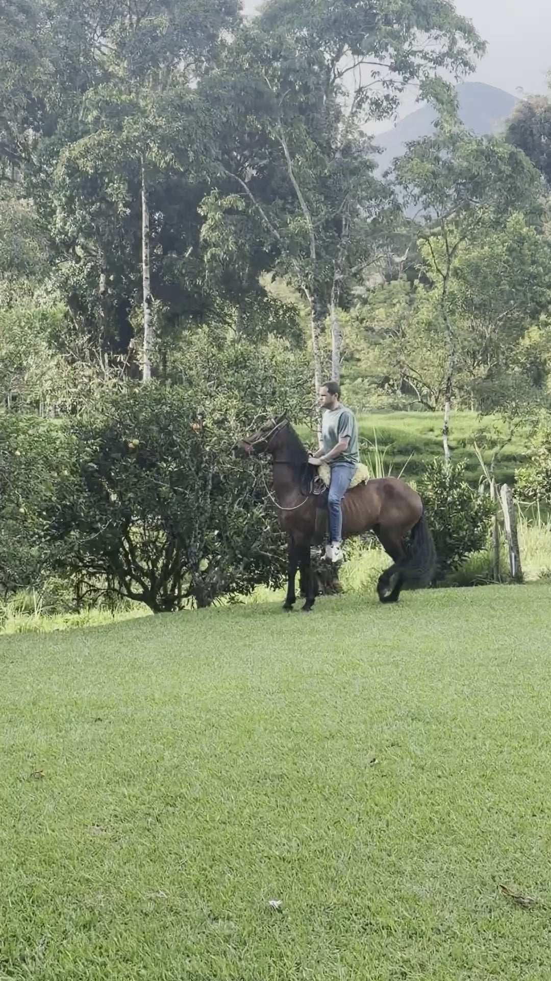 The Paso Fino horse stepping at the farm in Colombia, then the photo, the painting and the patch on the cap